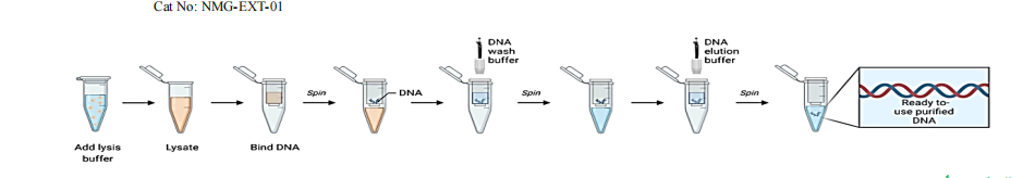 خرید کیت استخراج DNA ژنومیک | استخراج سریع و دقیق DNA از خون + قیمت روز