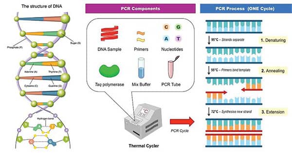 واکنش زنجیره ای پلیمراز (PCR) چیست ؛ اساس و نحوه انجام آن