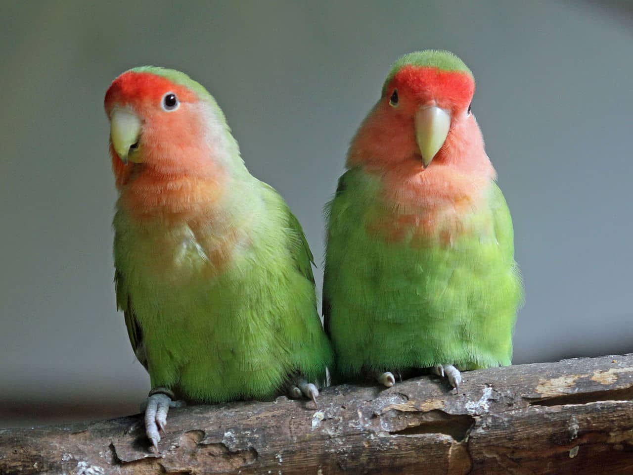 تعیین جنسیت در پرندگان
